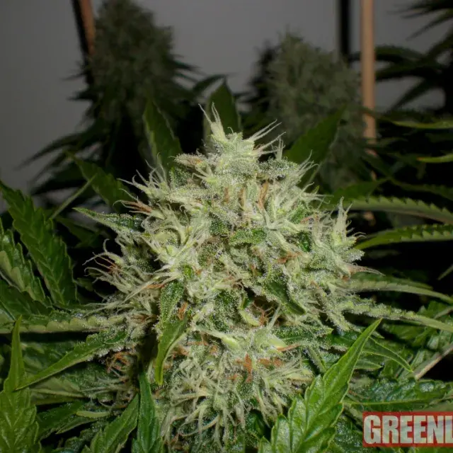 AK Widow 47 Feminised Cannabis Seeds | GreenLabel Seeds