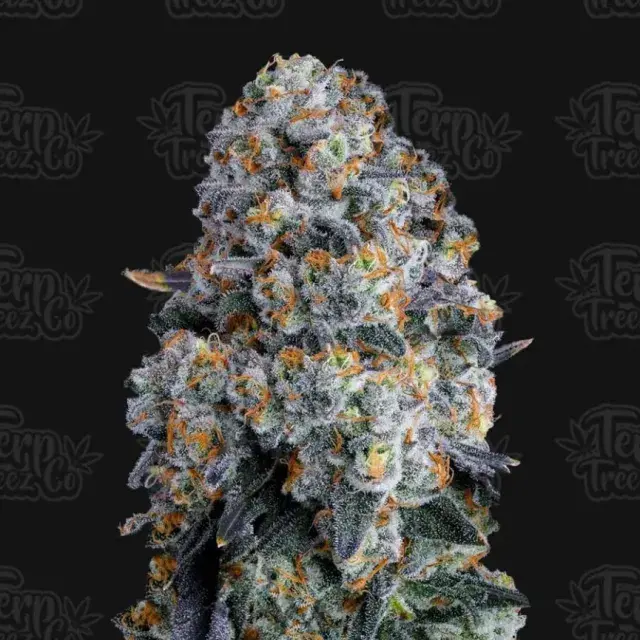 Alien DonutZ Feminised Cannabis Seeds - Terp Treez