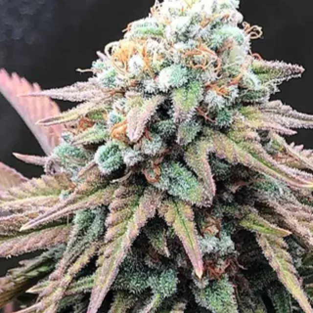 Alien Masster Kush Feminised Cannabis Seeds | Critical Mass Collective Seeds