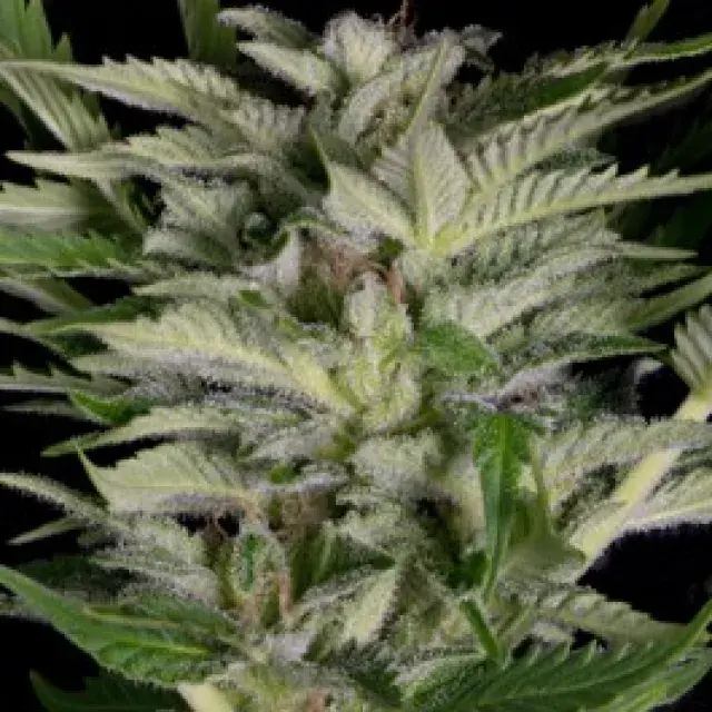 Alien Technology Feminised Cannabis Seeds | Big Head Seeds