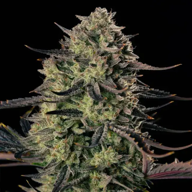 Alien Gas XXL Auto Cannabis Seeds - Silent Seeds.