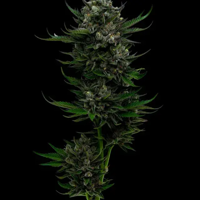 All Gas OG Feminised Cannabis Seeds - Humboldt Seed Company