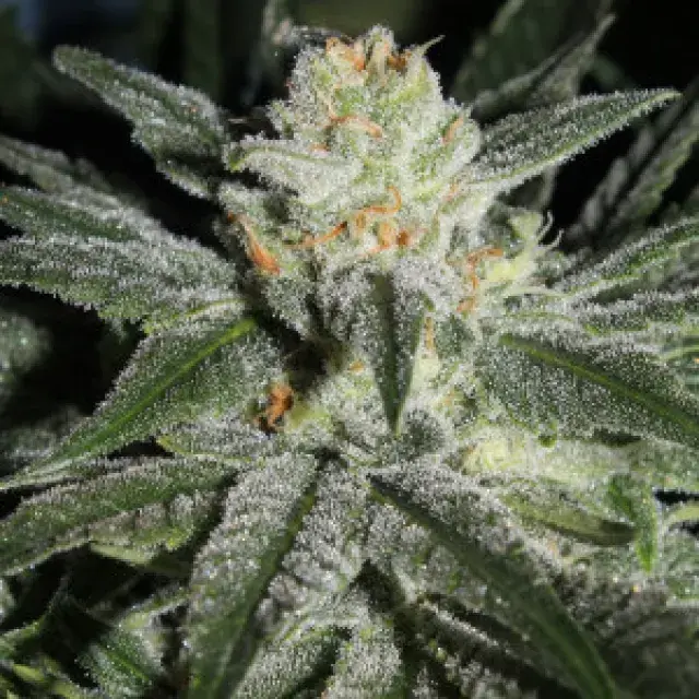 Gage Green All Blue Cannabis Seeds