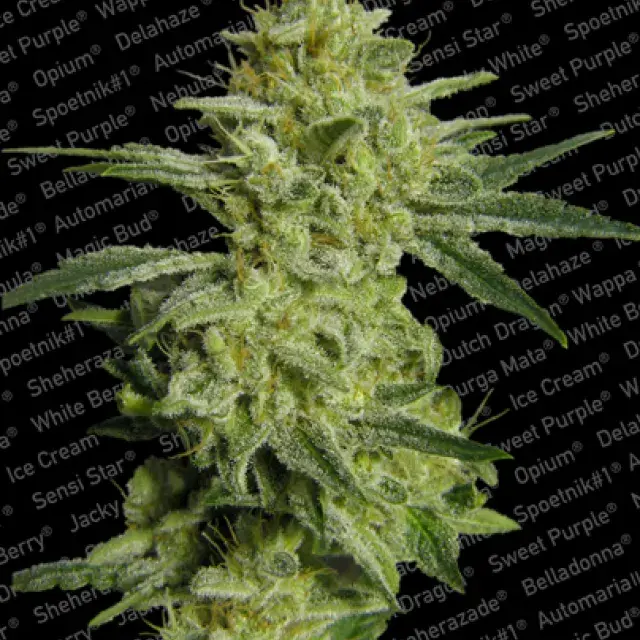 Allkush Feminised Cannabis Seeds | Paradise Seeds
