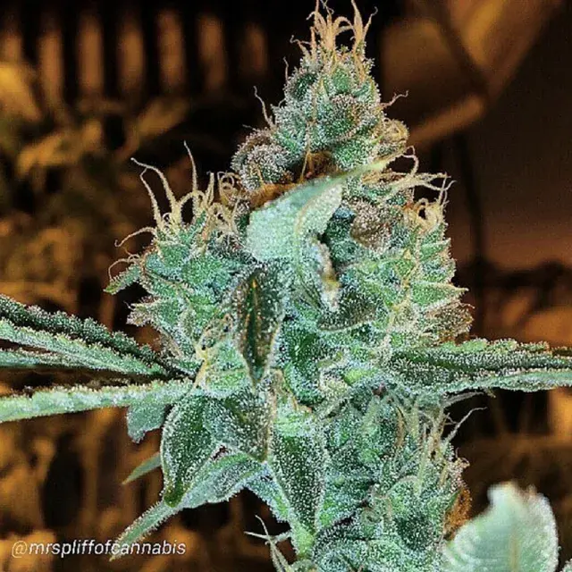 Gage Green Aloha Grape Stomper Cannabis Seeds