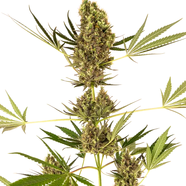 Alpine Delight CBD Auto Feminised Cannabis Seeds - Sensi Seeds