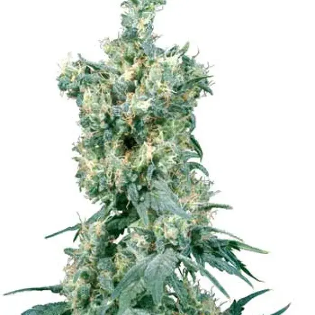 American Dream Regular Cannabis Seeds | Sensi Seeds 