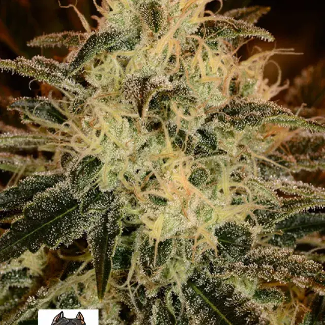 American Stafford Feminised Cannabis Seeds | Kera Seeds