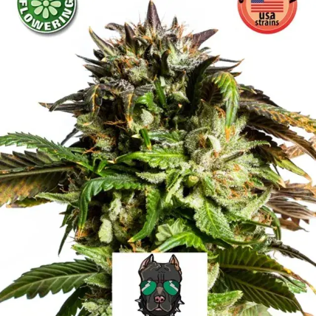 American Stafford Auto Feminised Cannabis Seeds | Kera Seeds
