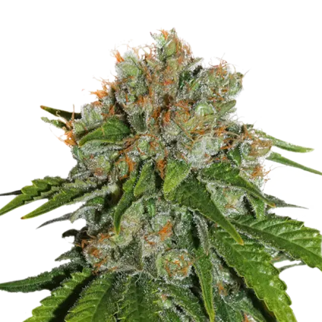 Amnesia Feminised Cannabis Seeds | Seed Stockers