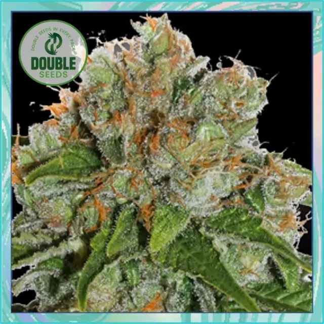 Amnesia Auto - Double Seeds