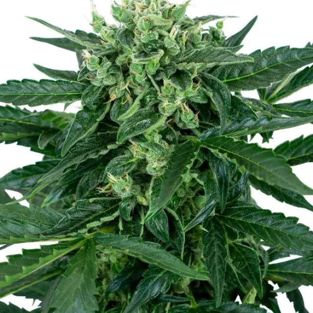 Sensi Amnesia Auto Feminised Cannabis Seeds - Sensi Seeds