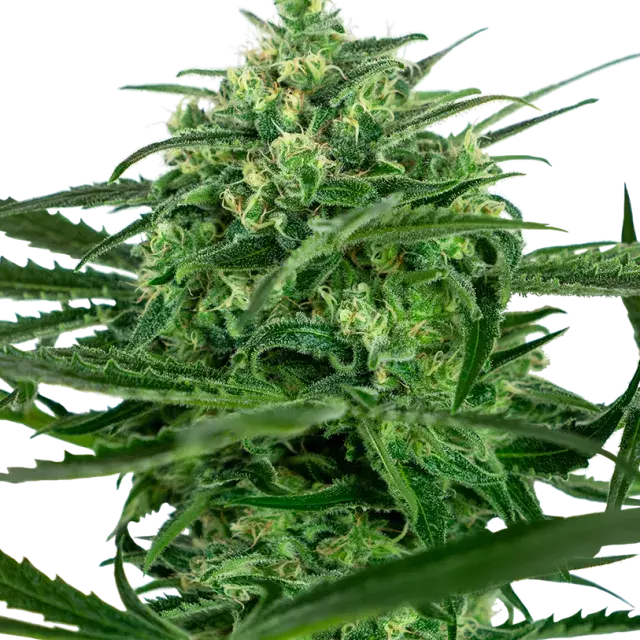 Amnesia Feminised Cannabis Seeds - Sensi Seeds
