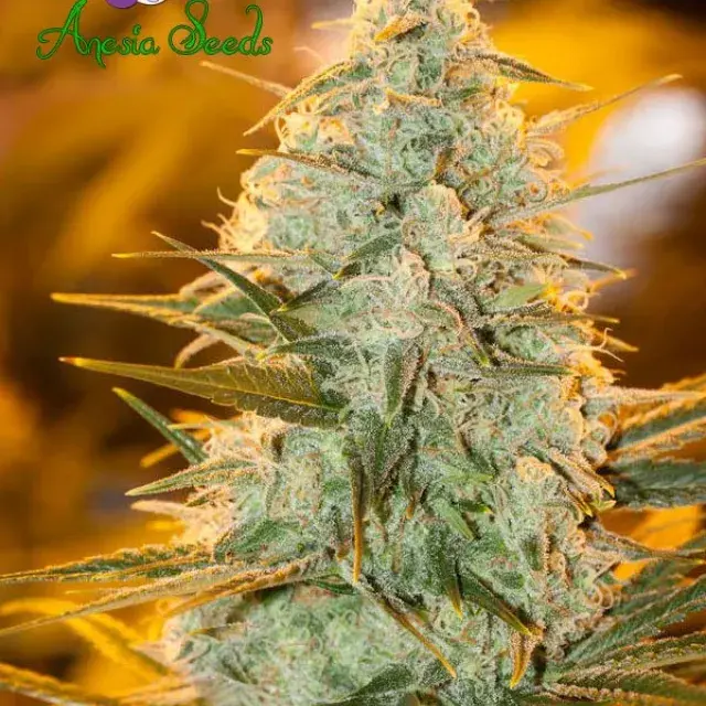 Amnesia Flash Feminised Cannabis Seeds - Anesia Seeds