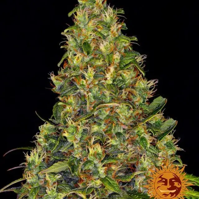 Amnesia Haze Auto Feminised Cannabis Seeds | Barney's Farm