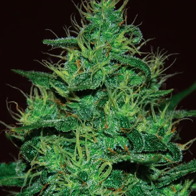 Amnesia Haze Auto Feminised Cannabis Seeds | Expert Seeds