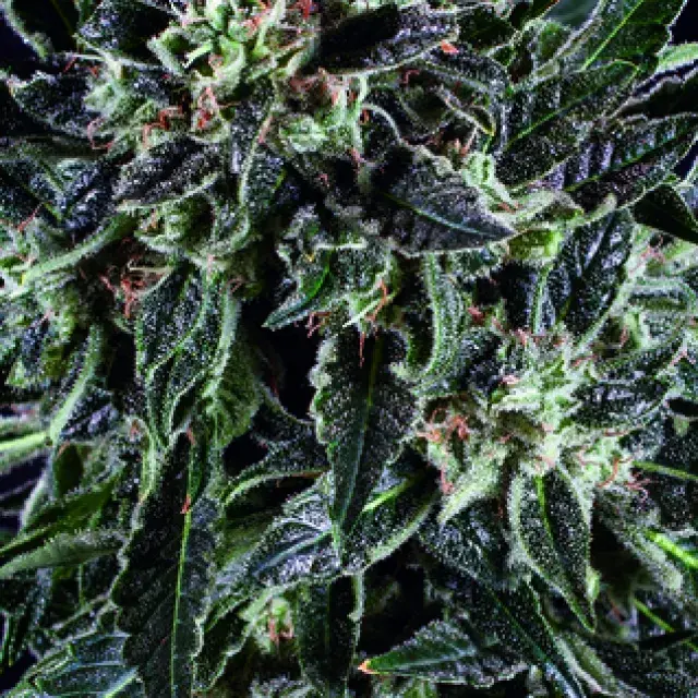 AMNESIA HAZE x SCBDX Feminised Cannnabis Seeds