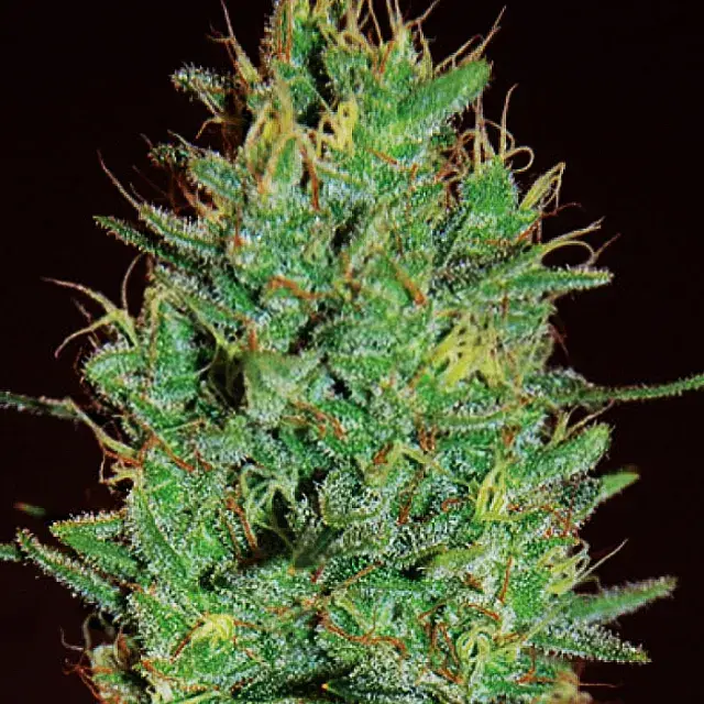 Amnesia Haze Feminised Cannabis Seeds | Expert Seeds