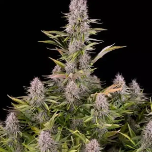 Amnesia Kush Feminised Cannabis Seeds - Dinafem Seeds