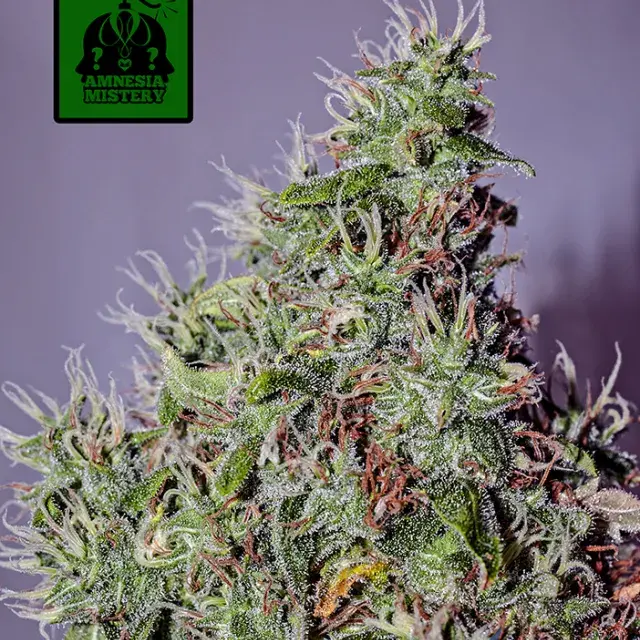 Amnesia Mistery Feminised Cannabis Seeds | Positronics