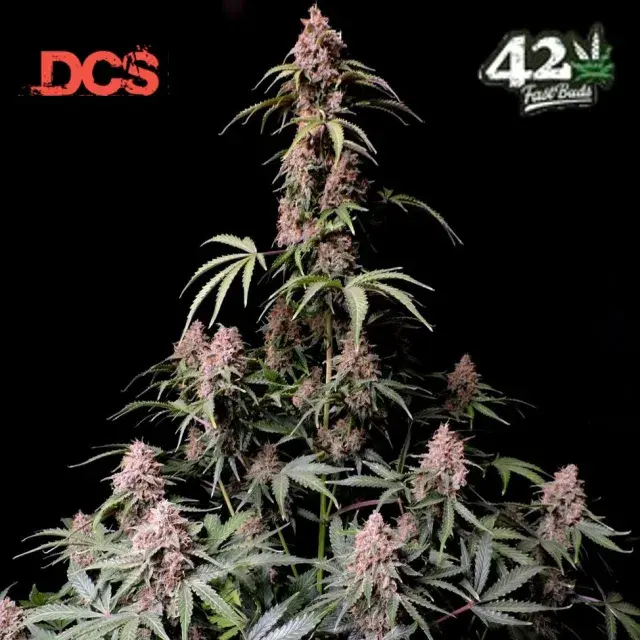 Tropicana Cookies Auto Feminised Cannabis Seeds | Fast Buds	