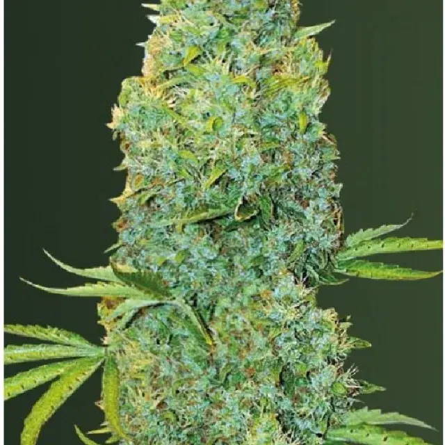 Amnesia Haze Auto Feminised Cannabis Seeds - Power Strains