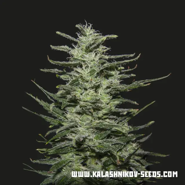 Amnesia Molotov Feminised Cannabis Seeds | Kalashnikov Seeds