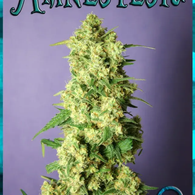 Amnestesia Feminised Cannabis Seeds | Rockwell Seeds
