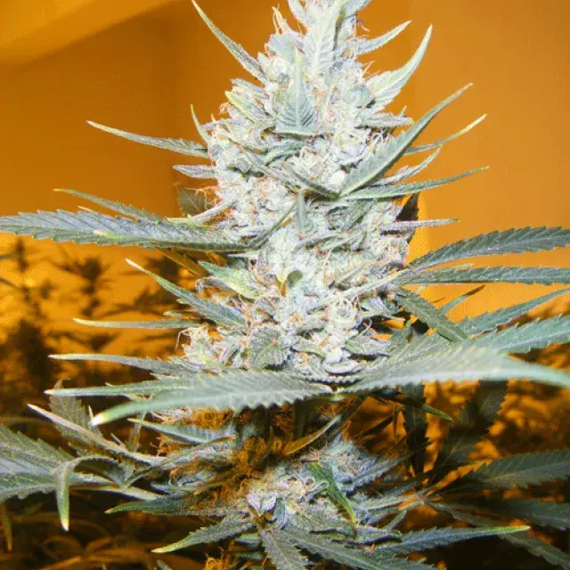 Amphetamine Auto Feminised Cannabis Seeds | Cream Of The Crop