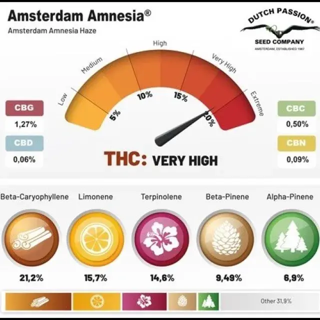 Amsterdam Amnesia Feminised Cannabis Seeds | Dutch Passion 