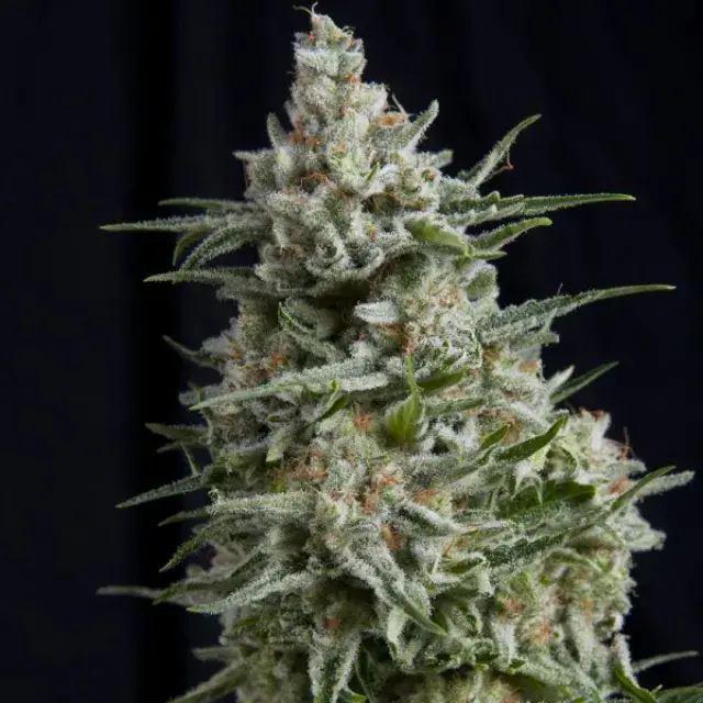 Anesthesia CBD Feminised Cannabis Seeds | Pyramid Seeds
