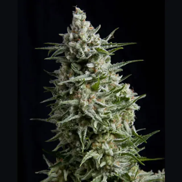 Anesthesia Feminised Cannabis Seeds |  Pyramid Seeds