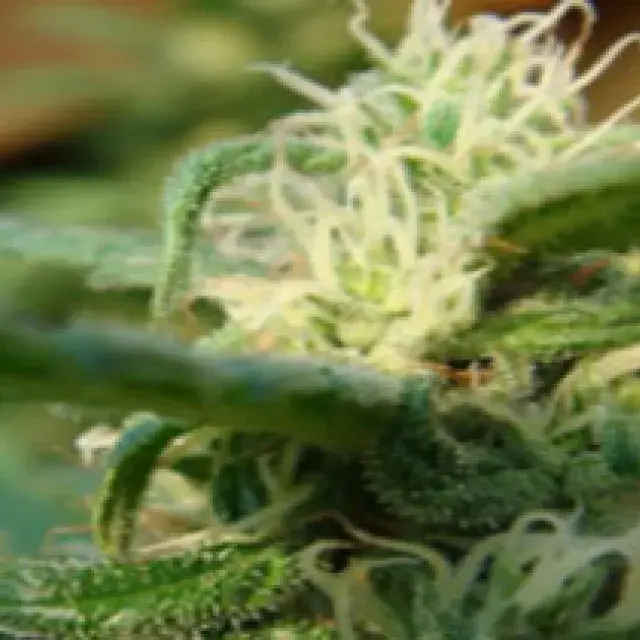 Angel's Breath Regular Cannabis Seeds | Mr Nice Seed