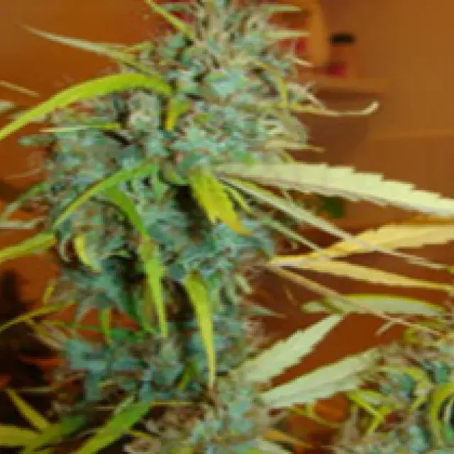 Angel Heart Regular Cannabis Seeds | Mr Nice Seeds