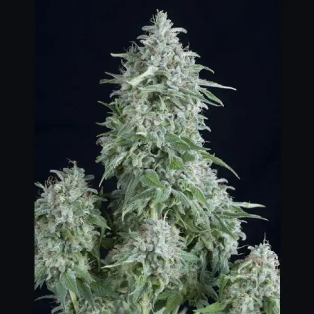 Anubis Feminised Cannabis Seeds | Pyramid Seeds
