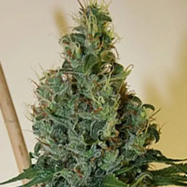 Congo OG Regular Cannabis Seeds | Apothecary Genetics Seeds