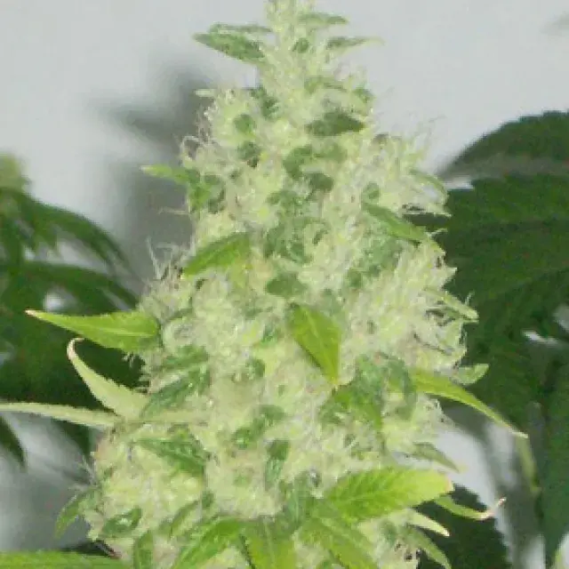  Buy Apothecary Genetics Kem G Regular Cannabis Seeds