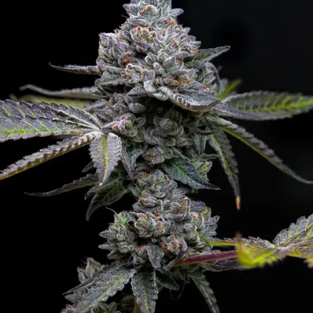 Apple Fritter Feminised Cannabis Seeds | Barney's Farm.