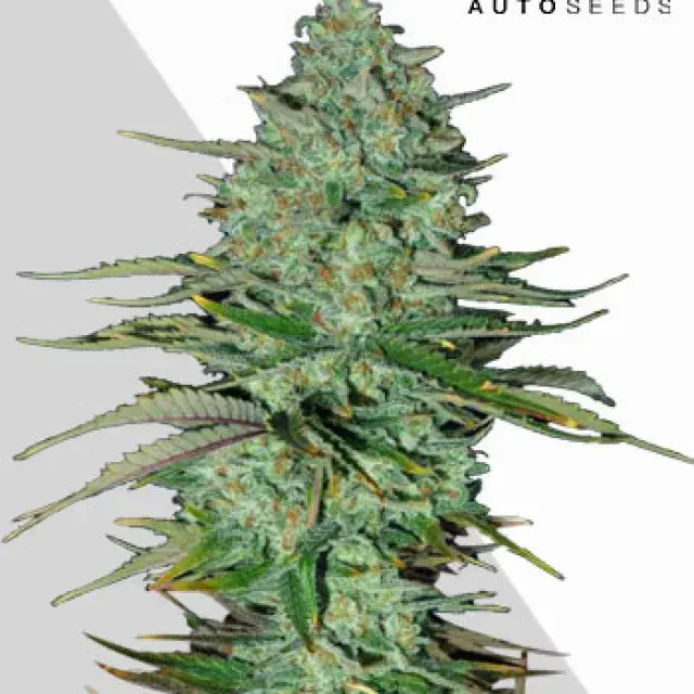 Apple Fritters Auto Cannabis Seeds | Auto Seeds.