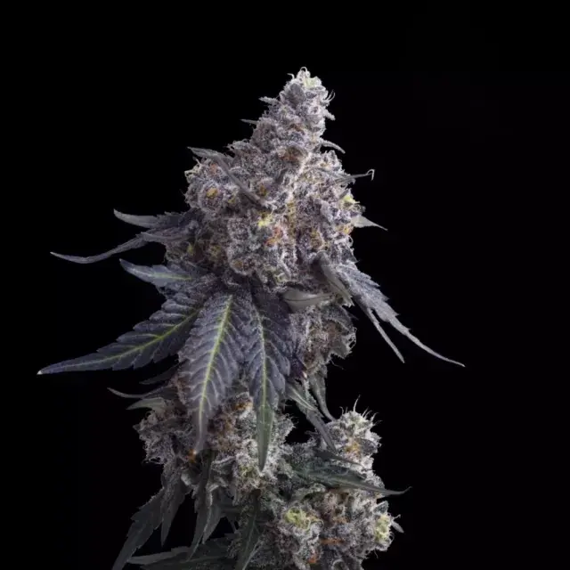 Apple n Bananas Feminised Cannabis Seeds - Mavericks Seeds