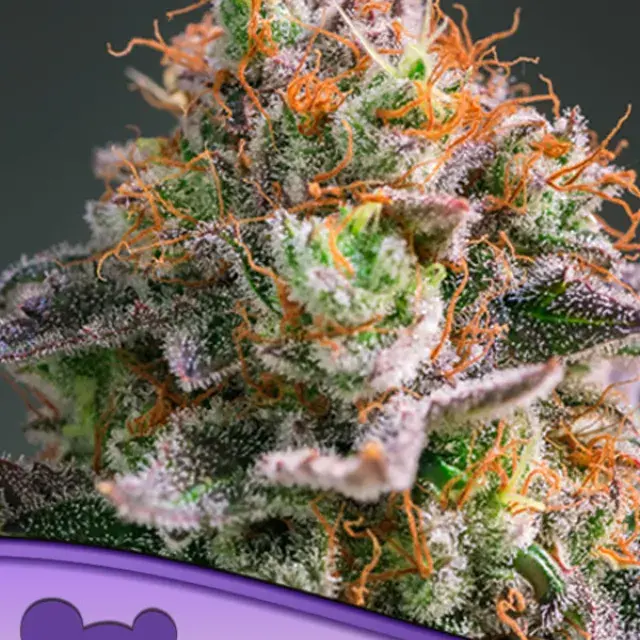Apricot Oreoz Feminised Cannabis Seeds - Anesia Seeds