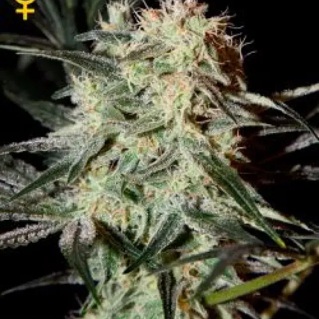 Kings Tart Feminised Cannabis Seeds | Green House Seeds