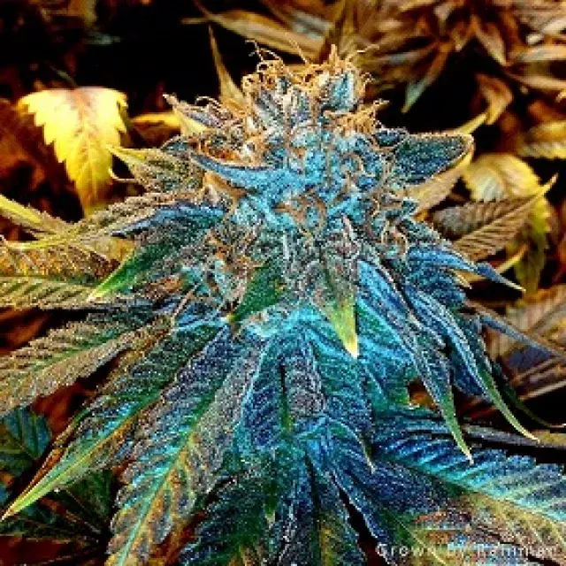 Gage Green Ascension Cannabis Seeds