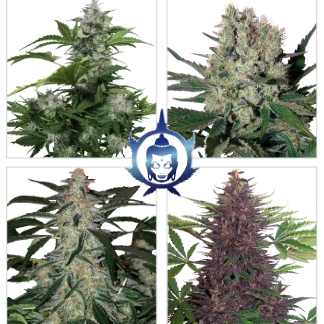 Assorted Auto Feminised Cannabis Seeds |  Buddha Seeds