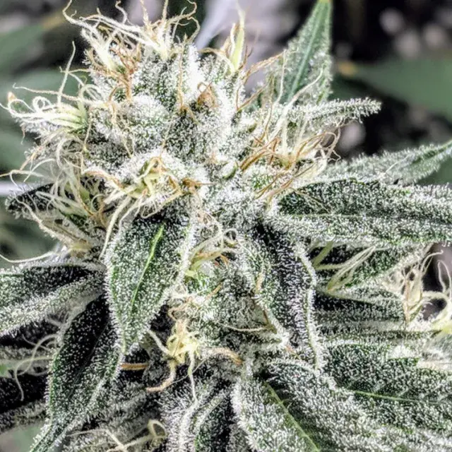Astrosnaps Regular Cannabis Seeds | TGA Seeds 