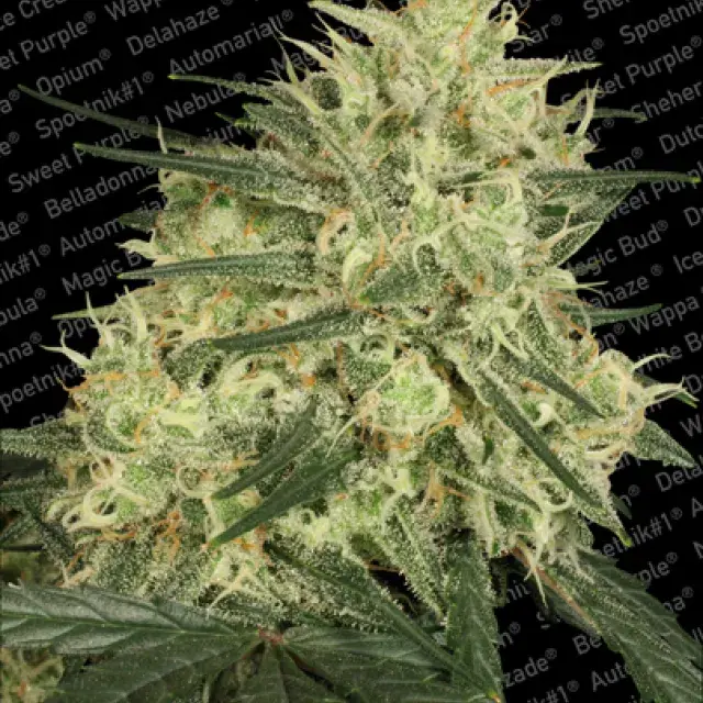 Atomical Haze Feminised Cannabis Seeds | Paradise Seeds