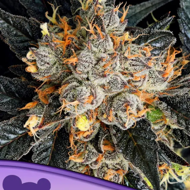 Aura Feminised Cannabis Seeds - Anesia Seeds.