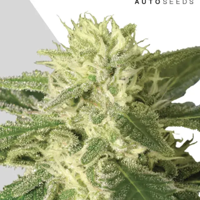 Auto #1 Auto flowering Feminised Cannabis Seeds | Auto Seeds