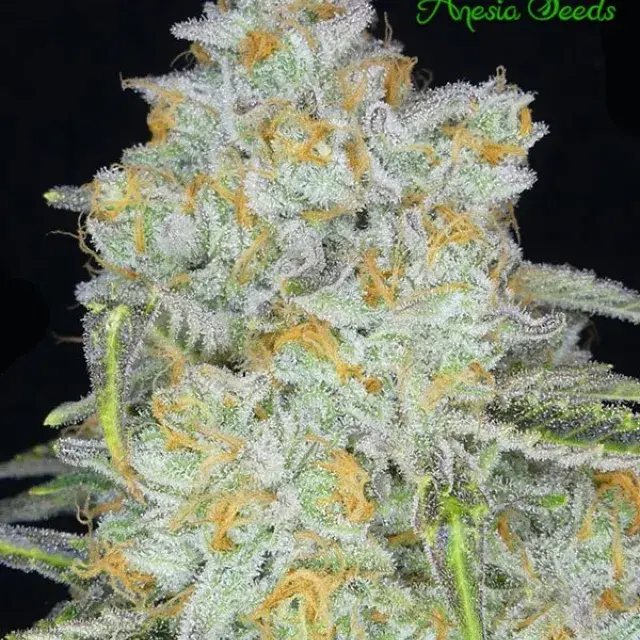 Auto Amnesia Flash Feminised Cannabis Seeds - Anesia Seeds