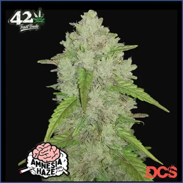 Auto Amnesia Haze Feminised Cannabis Seeds | Fast Buds Originals